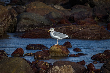 Gull