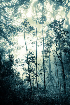 Fototapeta Surreal colors of fantasy landscape at mystical tropical mossy forest with amazing jungle plants. Concept for mysterious nature and fairy tale background