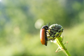 Red bug in the nature