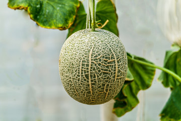 Cantaloupe. Fresh melon on tree. selective focus