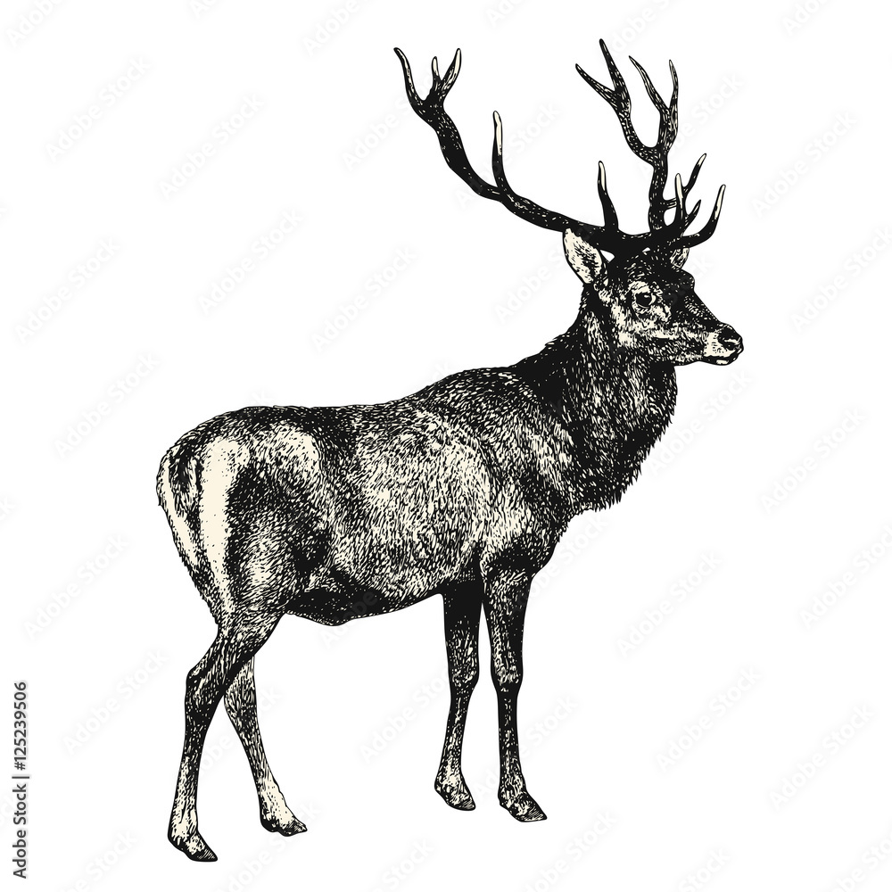 Wall mural vintage animal engraving / drawing: deer - vector design element