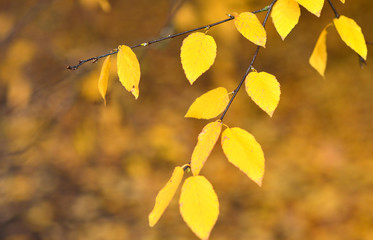 Obraz premium Yellow leaves