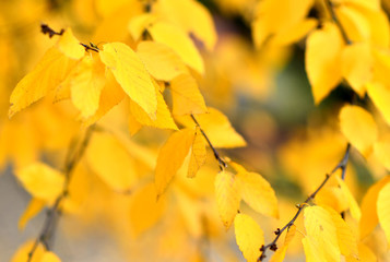 Yellow leaves - 125239511