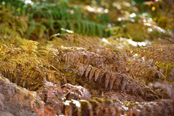 Autumn light on colourful / colorful bracken in the fall