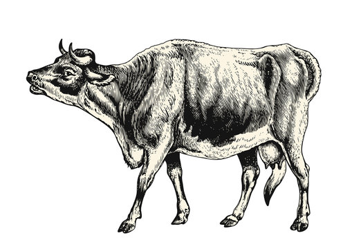 vintage animal engraving / drawing: cow - vector design element