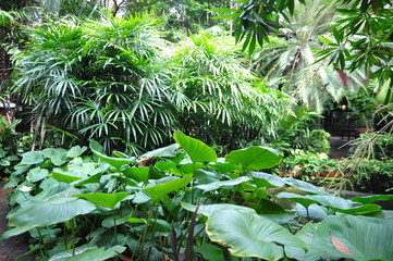 Green tropical garden in asia
