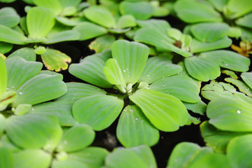 Green duckweeds on water in asia