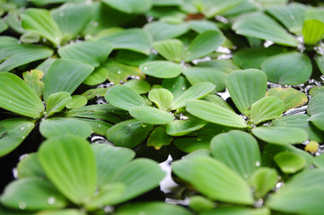 Green duckweeds on water in asia