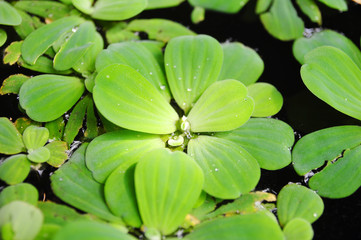 Green duckweeds on water in asia
