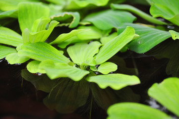 Green duckweeds on water in asia