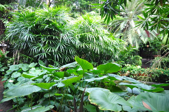 Fototapeta Green tropical garden in asia