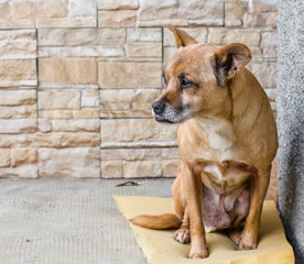 mongrel sitting. Man's best friend