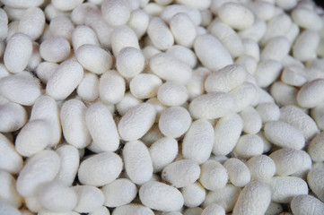 White cocoons of silkworm for making silk in asia