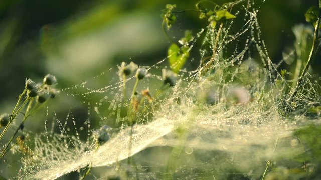Drops of mist on a spider web at dawn, beautiful bokeh, blurred background