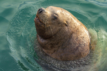 lion seal on Kamchatka  beach