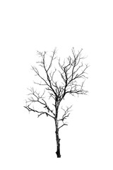 Fototapeta na wymiar Dead Trees silhouette