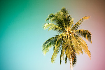 Fototapeta na wymiar coconut palm tree vintage tone
