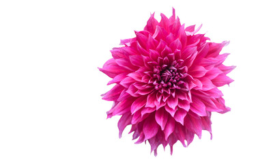 hybrid Vivid Pink Dahlia flower in autumn isolated