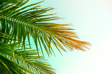 coconut palm tree vintage tone
