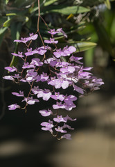 cute purple oncidium orchid flower