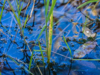 Green reeds and reflection in water
