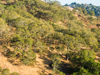 Fototapeta na wymiar Mount Diablo, hill and tree