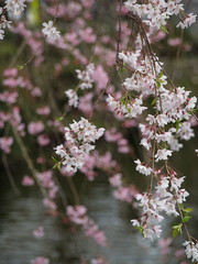 池面へ垂れるサクラ