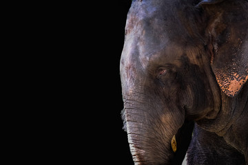 Fototapeta na wymiar Elephant Face