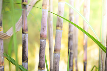 sugar cane in the field