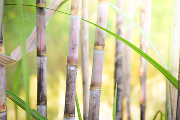 Obraz premium sugar cane in the field