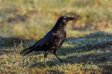 Corvus corone crow