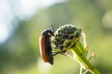 Red bug in the nature