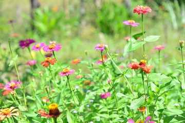 Obraz na płótnie Canvas Zinnia flowers garden on green nature background.