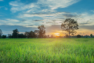 Fototapeta premium Abstract soft blurred and soft focus the silhouette of the sunset with the paddy rice field and the beautiful sky and cloud in the evening in Thailand. By the beam, light and lens flare effect tone