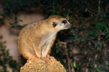 Fototapeta premium Meerkat (Suricata suricatta)