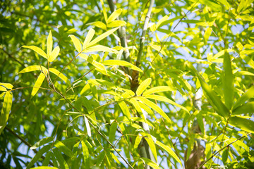 bamboo background.