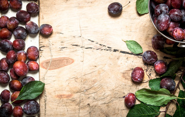 Ripe plums in the bucket.