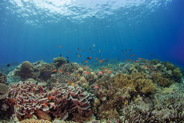Coral reef and colourful fish