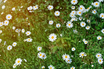 camomiles in green field