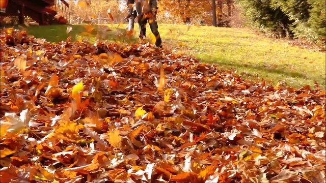 Leaf blower in action blowing fallen leaves into a pile in front of camera
