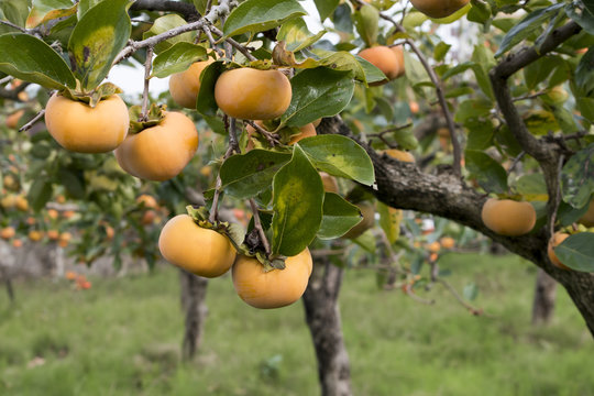 柿の木 の画像 93 391 件の Stock 写真 ベクターおよびビデオ Adobe Stock