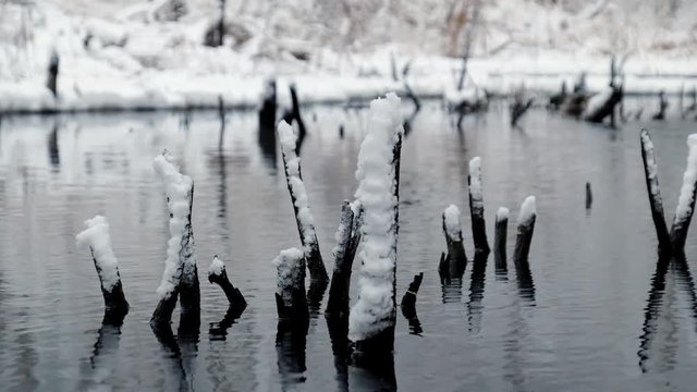 Small pond in winter time with black dead stumps sticking out of the water. Novosibirsk, Siberia, Russia
