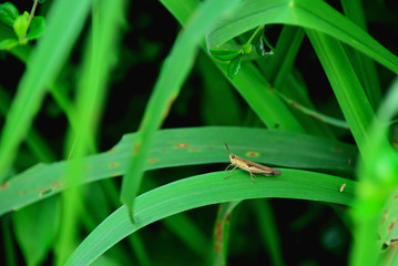 grasshopper