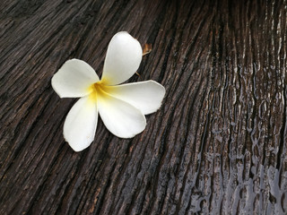 White plumeria flower on wooden background