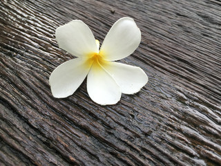 White plumeria flower on wooden background