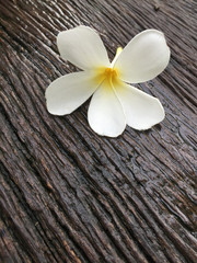 Fototapeta na wymiar White plumeria flower on wooden background