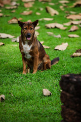 Lovely poor dog on grass field with dry leaf.