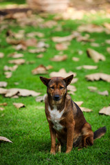Lovely poor dog on grass field with dry leaf.