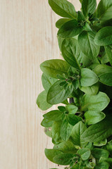 A black tray with Petunia seedlings