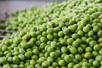 Green Olive for oil production